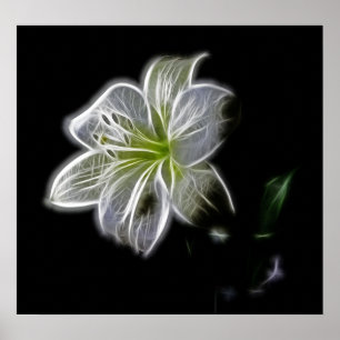 white-82698 white lily flower natuur Beautha digit Poster