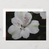 White Alstroemeria Invitation Kaart (Voorkant / Achterkant)