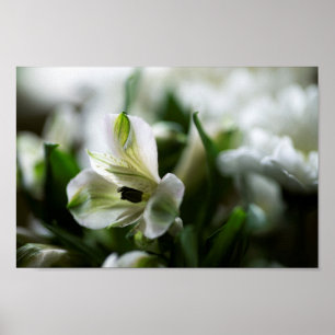 White Alstroemeria Peruvian Lilly Flower Poster