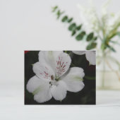 White Alstroemeria Post Card Briefkaart (Staand voorkant)