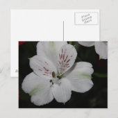 White Alstroemeria Post Card Briefkaart (Voorkant / Achterkant)