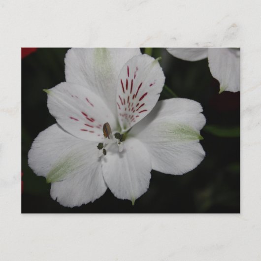 White Alstroemeria Post Card Briefkaart (Voorkant)