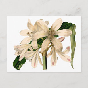 White Amaryllis Botanical Briefkaart