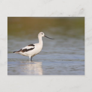 White American Avocet Briefkaart