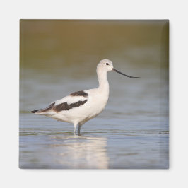White American Avocet Magneet