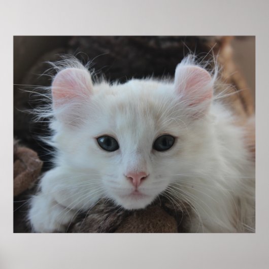 White American Curl Kitten Poster (Voorkant)