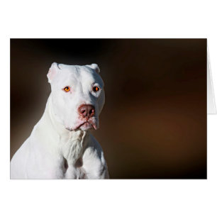 White American Pitbull Terrier Rescue Dog