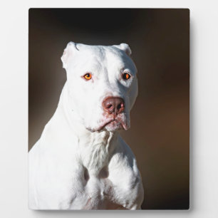 White American Pitbull Terrier Rescue Dog Fotoplaat