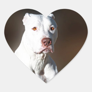 White American Pitbull Terrier Rescue Dog Hart Sticker