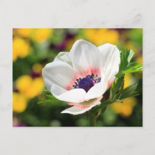 White Anemone Briefkaart