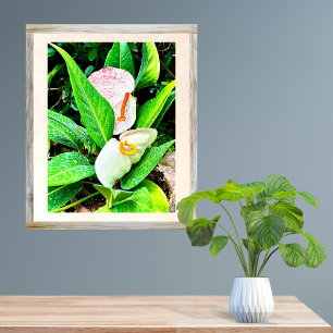 White Anthurium Flower Puerto Vallarta Foto Afdruk