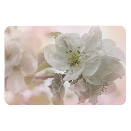 White Apple Blossom Photography Magneet (Horizontaal)