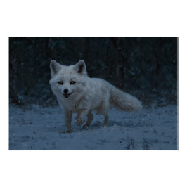 White Arctic Fox Perfect Poster