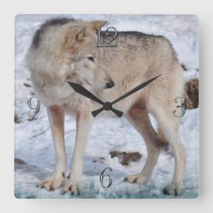 White Arctic Wolf and Snow Wildlife Art Clock Vierkante Klok