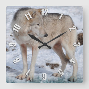White Arctic Wolf and Snow Wildlife Art Clock Vierkante Klok