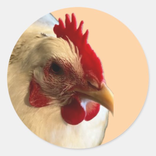 White Australorp Hen Sticker (Voorkant)