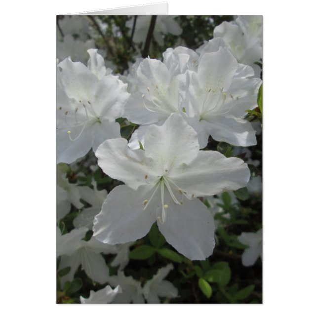 White Azalea (Voorkant)