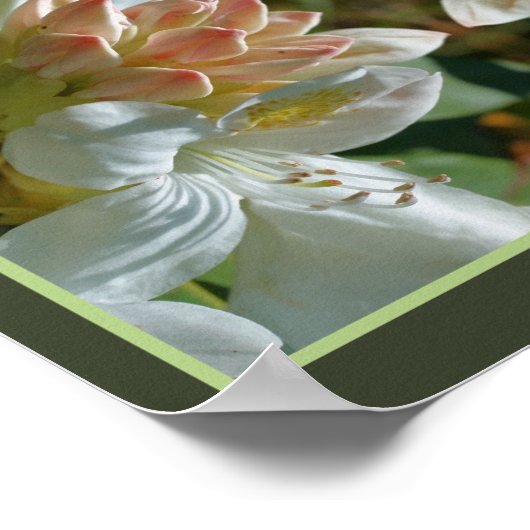 White Azalea flower bloesem and Bud Abstract Poster (Hoek)
