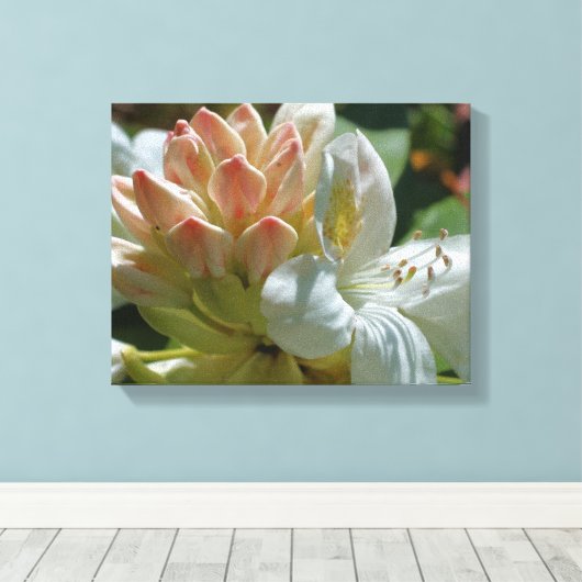 White azalea flower bloesem and bud canvas afdruk (Insitu (Houten vloer))