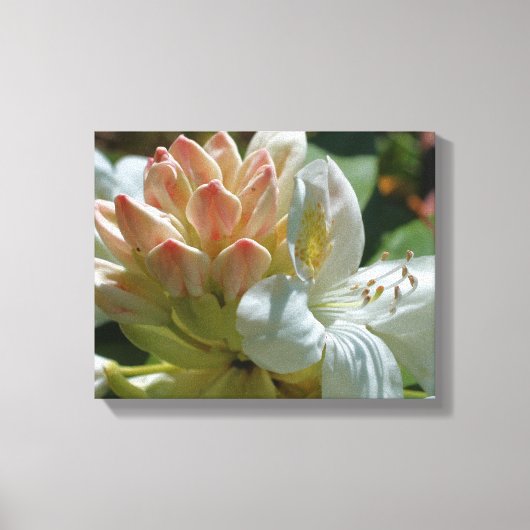 White azalea flower bloesem and bud canvas afdruk (Voorkant)