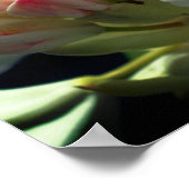 White azalea flower bloesem and bud poster (Hoek)