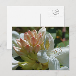 White Azalea Flower Briefkaart