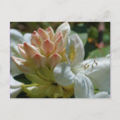White Azalea Flower Briefkaart (Voorkant)