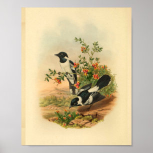 White Backed Flycatcher Black Bird  Print