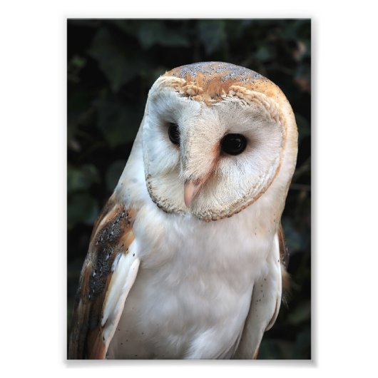 White Barn Owl Foto Afdruk (Voorkant)