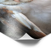 White Barn Owl Foto Afdruk (Hoek)