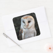 White Barn Owl Vierkante Sticker (Envelop)