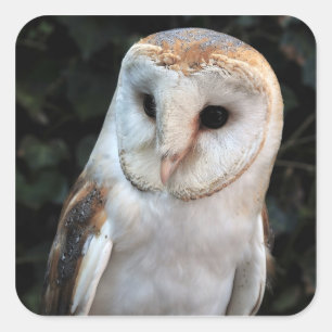 White Barn Owl Vierkante Sticker