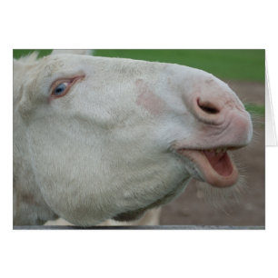 White Baroque Donkey