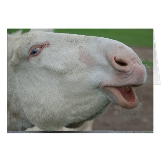 White Baroque Donkey (Voorkant Horizontaal)