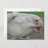 White Baroque Donkey Briefkaart (Voorkant / Achterkant)