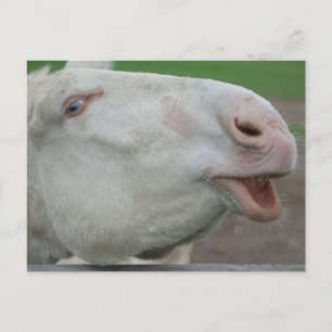 White Baroque Donkey Briefkaart