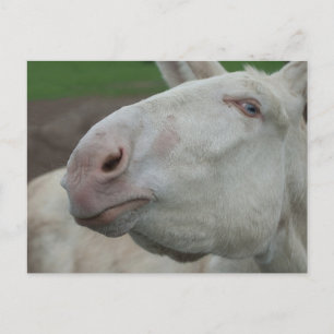 White Baroque Donkey Briefkaart