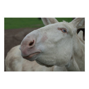 White Baroque Donkey Perfect Poster