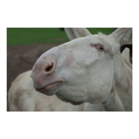 White Baroque Donkey Perfect Poster (Voorkant)