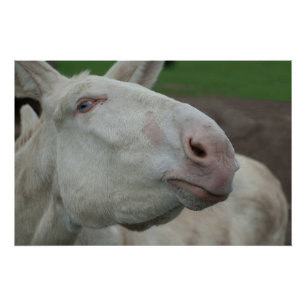 White Baroque Donkey Perfect Poster