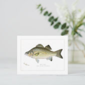 White Bass Briefkaart (Staand voorkant)
