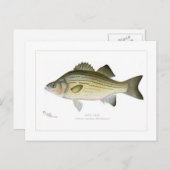 White Bass Briefkaart (Voorkant / Achterkant)