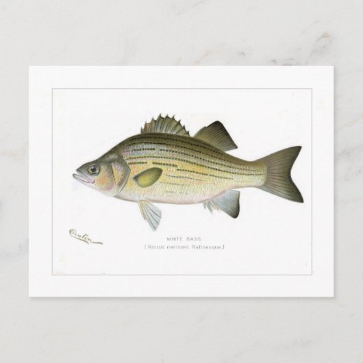 White Bass Briefkaart (Voorkant)