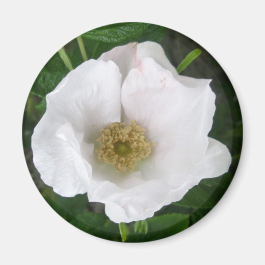 White Beach Rose Magnet (Devant)