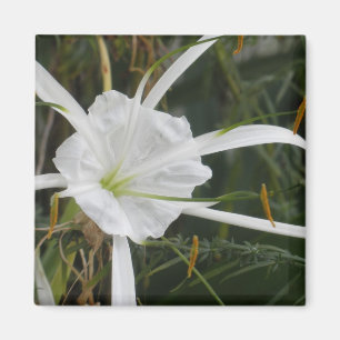 White Beach Spider Lily Lilies Flower foto Magneet