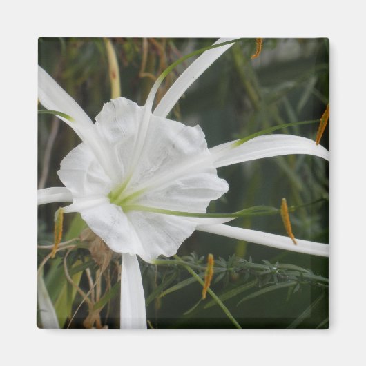 White Beach Spider Lily Lilies Flower foto Magneet (Voorkant)