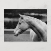 White Beauty Post Card Briefkaart (Voorkant)