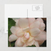 White Begonia Flower Briefkaart (Voorkant / Achterkant)