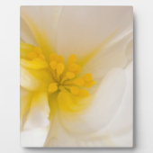 White Begonia Fotoplaat (Voorkant)