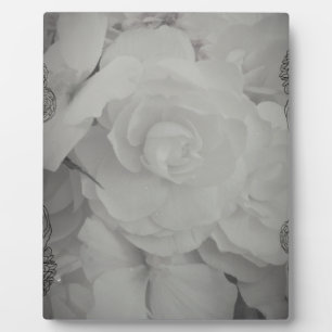White Begonia Fotoplaat